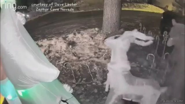 Video: 'Hungry' Lake Tahoe bear attacks inflatable Rudolph