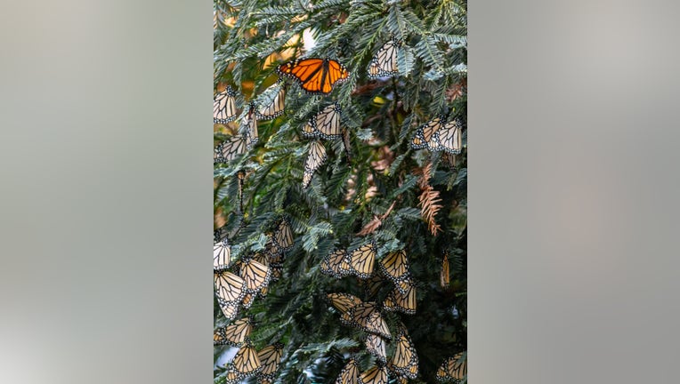 Where Can I See Monarch Butterflies in California This Winter?