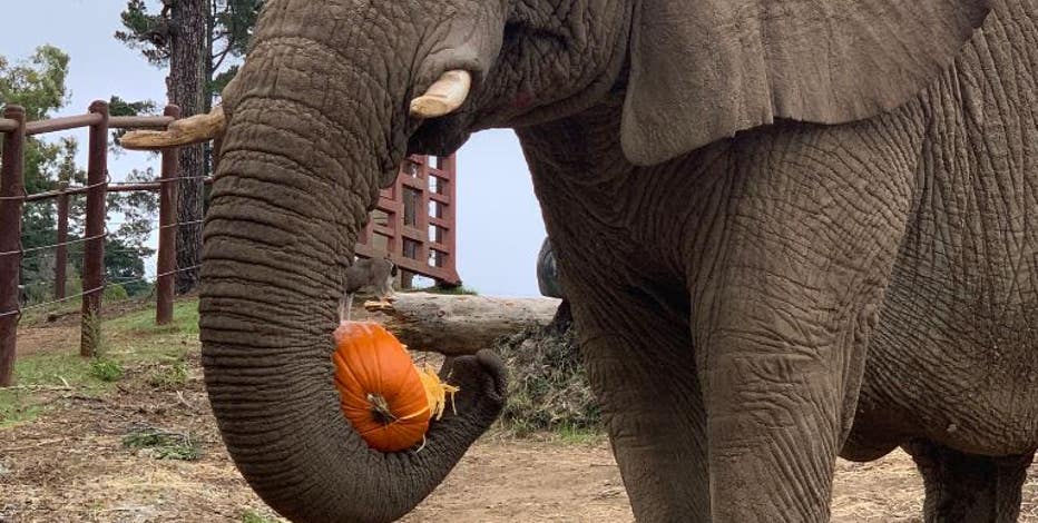 Lisa the elephant receiving stem-cell infusion therapy at Oakland