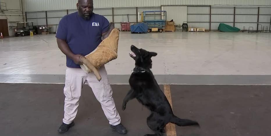 police dogs training videos