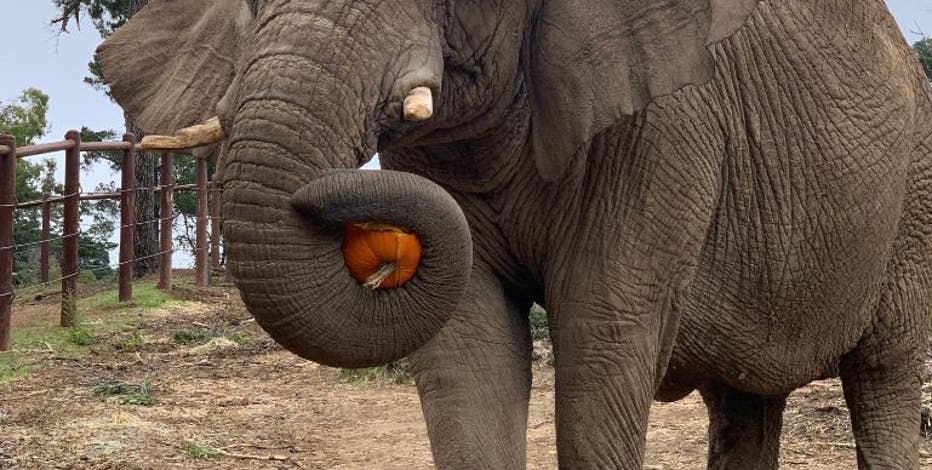 Lisa the elephant receiving stem-cell infusion therapy at Oakland