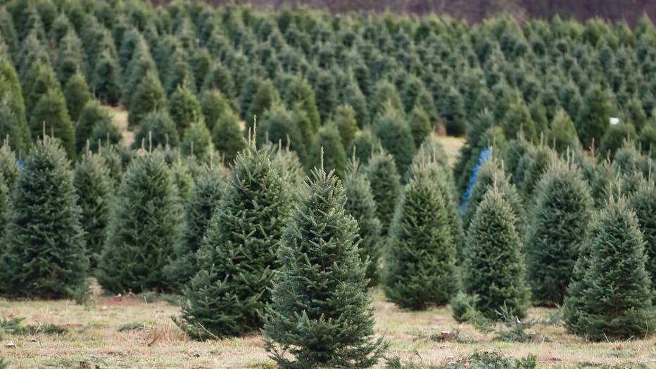 FILE - Christmas trees in a field in Richmond Township, PA. (Photo by Ben Hasty/MediaNews Group/Reading Eagle via Getty Images)
