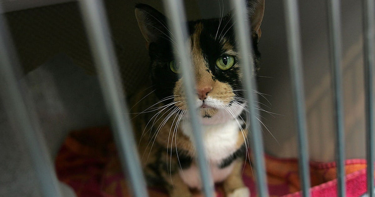Cat Scam New scam targets lost pet owners, warns SF Animal Care & Control | KTVU ...