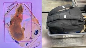 Dog accidentally sent through airport x-ray machine, TSA says