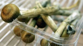 California lawmakers want to decriminalize 'Magic Mushrooms'