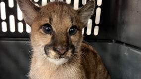 Orphaned mountain lion cub in critical condition at Oakland Zoo