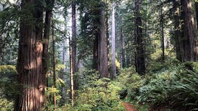 Redwood parks in Humboldt County remain open after Tuesday's 6.4 magnitude quake