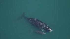 'Medusa’ spotted with first calf of the North Atlantic right whale season
