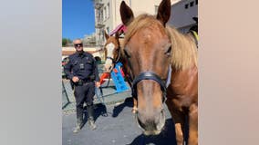 SFPD swears in 2 new horses as members of the mounted unit