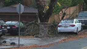 Tree lands on cars following wet Bay Area storm