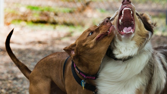 Unleashed dog attacks, kills dog, bites person