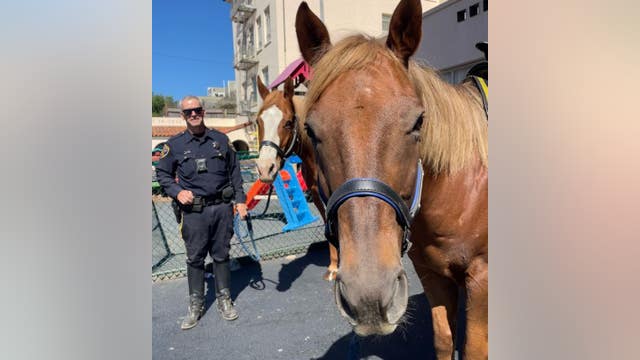 SFPD swears in 2 new horses as members of the mounted unit
