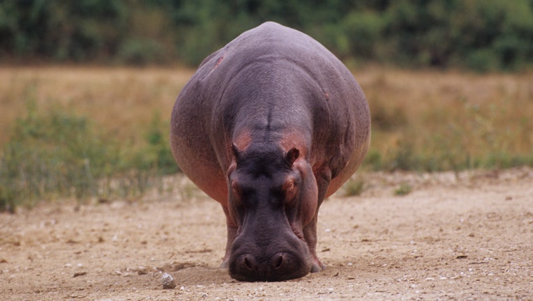 Uganda, Queen Elizabeth National Park, Kazinga Channel,