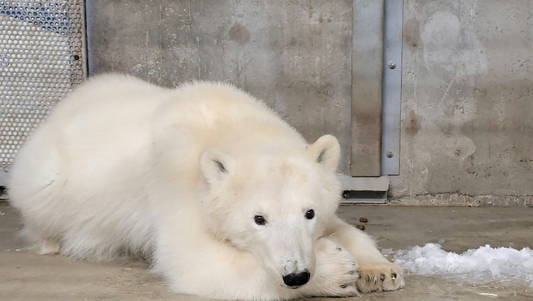 Orphaned polar bear