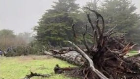 San Francisco saw nearly 100 trees topple across its parks