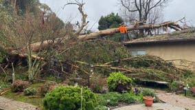 Massive eucalyptus tree crashes onto Castro Valley home