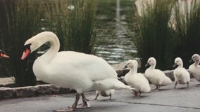 Last of the beloved Palace of Fine Arts swans has died