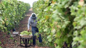 Freezing nights present great danger to farmworkers