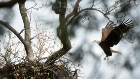 Eagle delivers 2 eggs in California nest watched by web cam