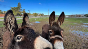 Bay Area rain damages donkey housing in San Martin