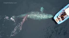 Spectacular gray whale birth caught on video off California Coast