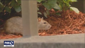 Vector control offices say storms could drive rodents into homes