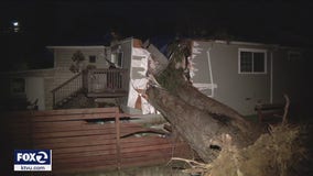 Neighbors call for Alameda County action after father of four injured by toppled eucalyptus tree