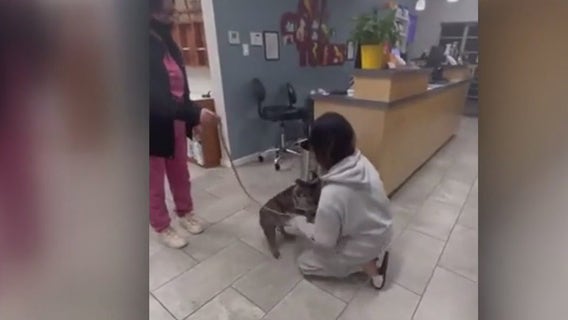 Stolen French bulldog returned to Richmond owner