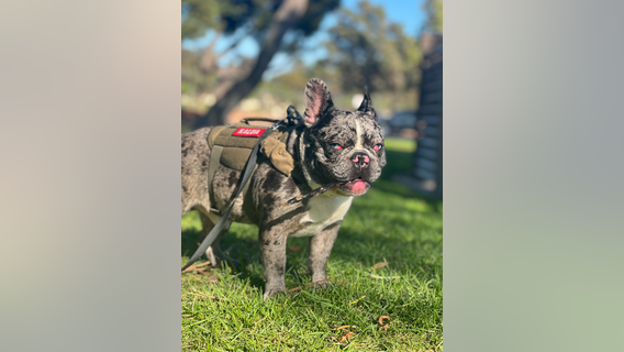 Richmond couple robbed of French Bulldog by armed men