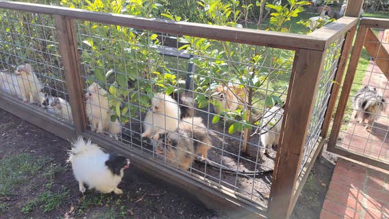 About 70 dogs, 3 cats found in a Martinez home where fire broke out