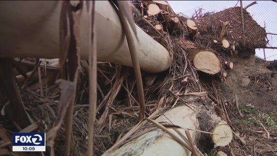 Neighbors worry strong winds will topple more trees