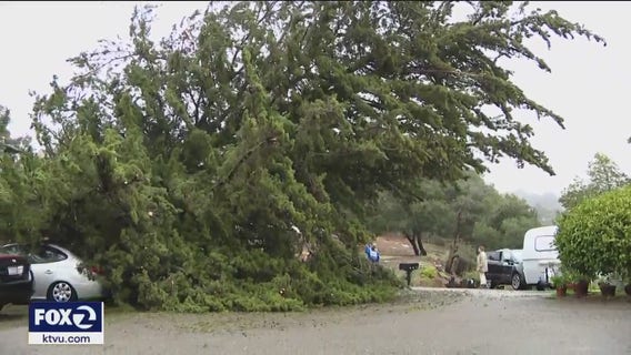 Trees continue to topple over in Oakland hills during break in storms