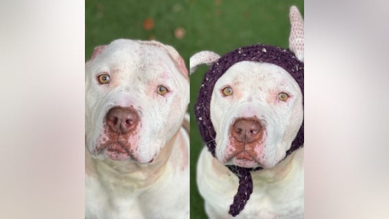 Puppy that lost his ears in an attack gets new crocheted 'ears' as he awaits adoption