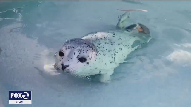 Marine Mammal Center hosts NOAA's administrator and staff; discuss concerns over new Congress