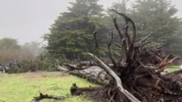 San Francisco saw nearly 100 trees topple across its parks