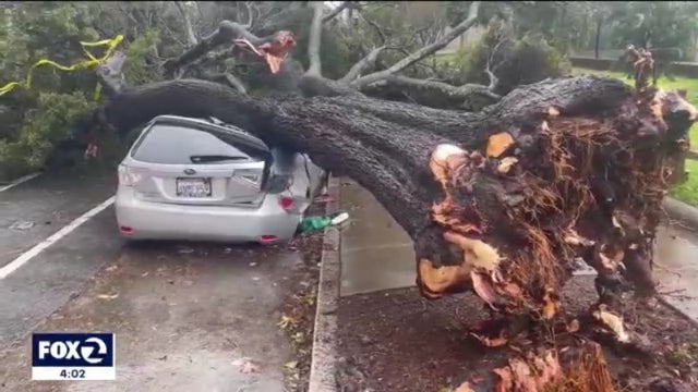 Round of storms send trees toppling all over San Francisco