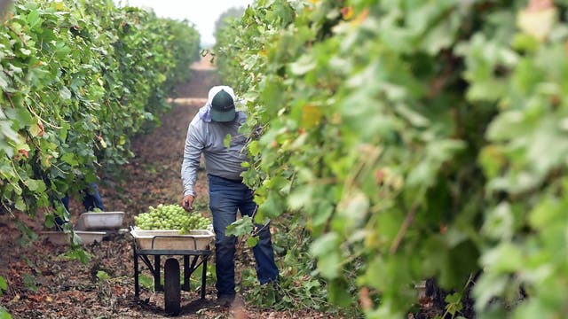 Freezing nights present great danger to farmworkers
