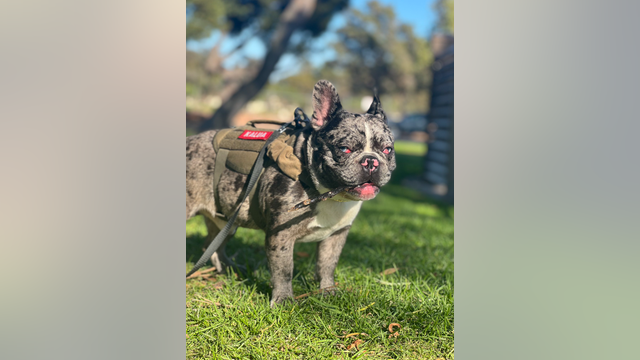 Richmond couple robbed of French Bulldog by armed men