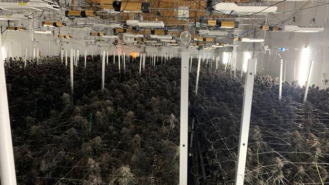 More than $3M worth of cannabis seized in Livermore