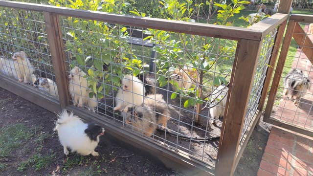 About 70 dogs, 3 cats found in a Martinez home where fire broke out