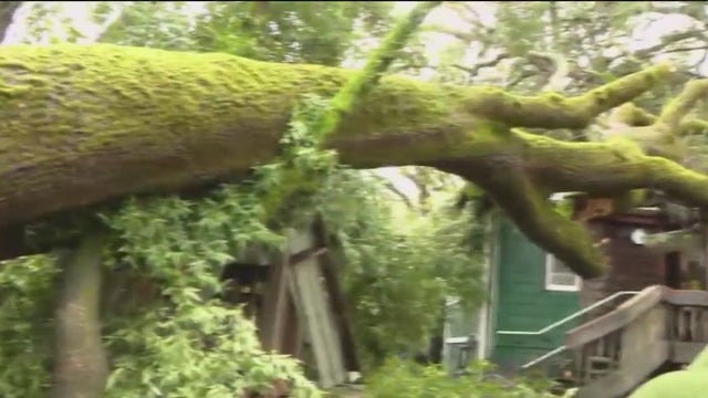 San Anselmo nursery school crushed by fallen oak tree