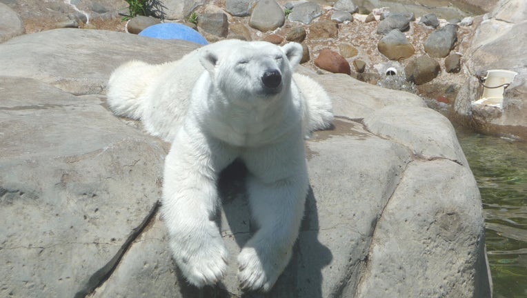 zoopolarbear