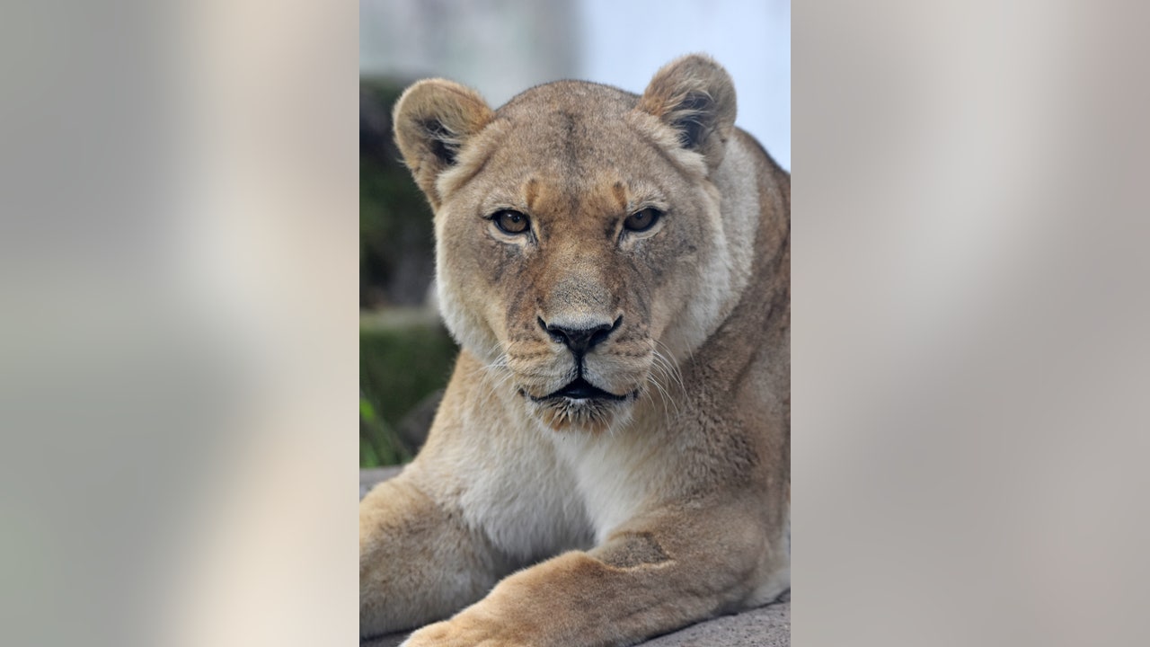 20-year-old lion dies at San Francisco Zoo