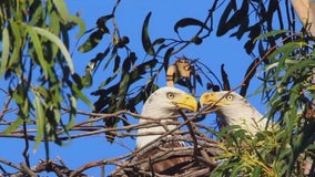 Bald eagles make home in unusual spot at Alameda golf course