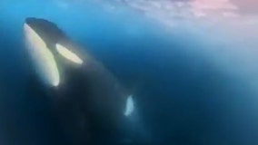 Watch: Spectacular underwater footage captures orca 'orchestra' in icy Antarctica waters