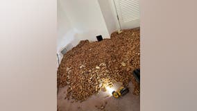 'Unreal': Woodpeckers hoard more than 700 pounds of acorns in walls of North Bay home