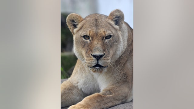 20-year-old lion dies at San Francisco Zoo
