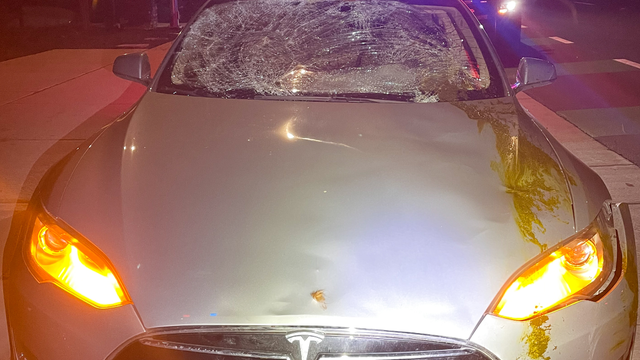 Tesla vs cow: Farm animal collides with vehicle in Pleasanton