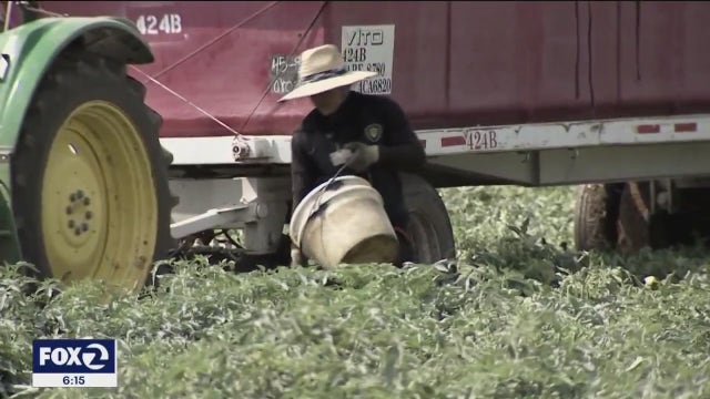 California farmworkers have serious health challenges, study finds