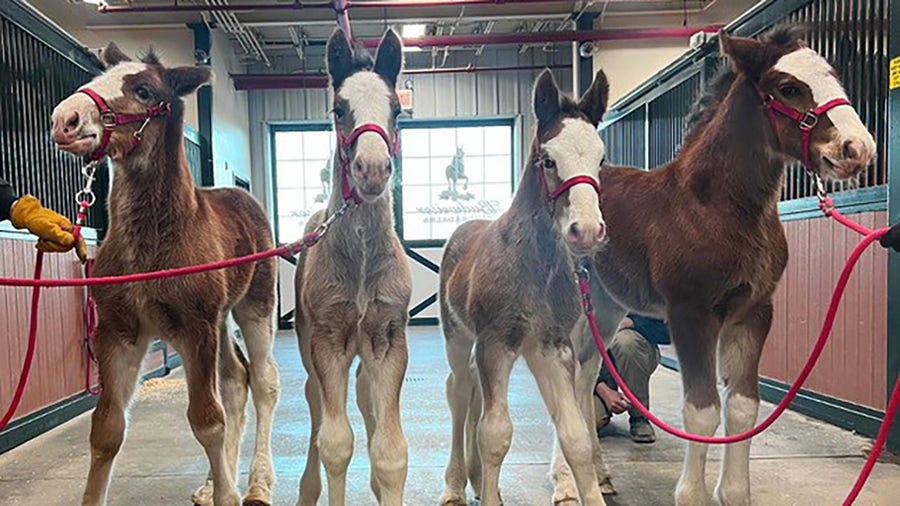 Budweiser announces birth of 4 new Clydesdales — here's how you can meet them